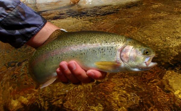 And they say more than a handful is a waste